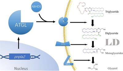 Recent Advances on the Role of ATGL in Cancer